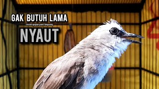 Download lagu trucukan gacor ROPEL PANJANG buat pancingan trucukan agar bunyi JADIKAN burung trucuk gacor NYAUT mp3 Download lagu trucukan gacor ROPEL PANJANG buat pancingan trucukan agar bunyi JADIKAN burung trucuk gacor NYAUT mp3