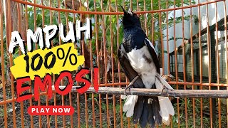 Download lagu PANCINGAN KACER GACOR AMPUH UNTUK MENAIKAN EMOSI DAN BIRAHI KACER LAIN AGAR CEPAT GACOR DAN TARUNG mp3