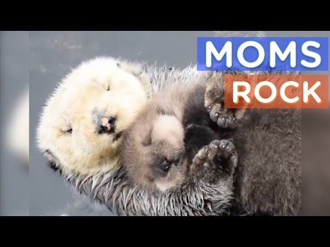 Best Animal Moms Ever | Motherly Animals Compilation | The Dodo Best Of