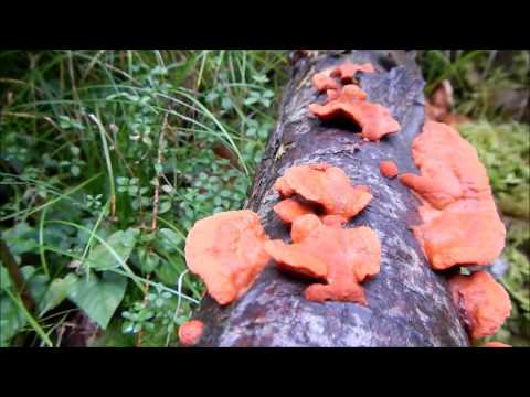 Mushroom Hunting along the Größerrundweg in der Jachenau September 2015