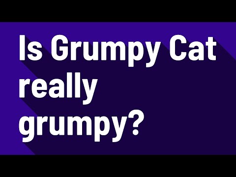 Is Grumpy Cat really grumpy?