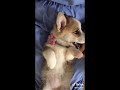 Cute dog snizzing 😍 | tiktok