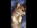 Cute dog snizzing 😍 | tiktok