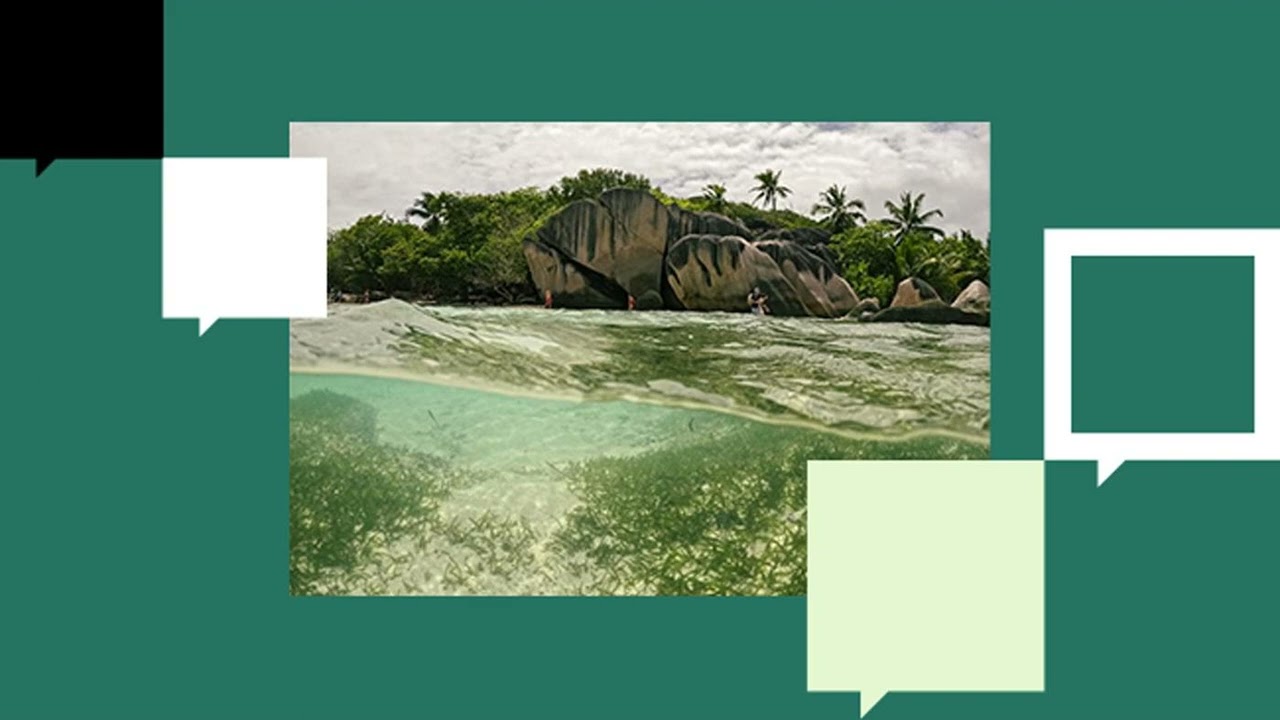 You’re Probably Wrong About Seagrass