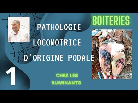 , title : 'Pathologie locomotrice d'origine podale chez les bovins ; Les boiteries'