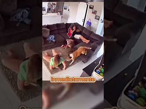 Perro protege a mujer de su agresivo compañero
