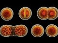 Mitosis Division The Helix Hub
