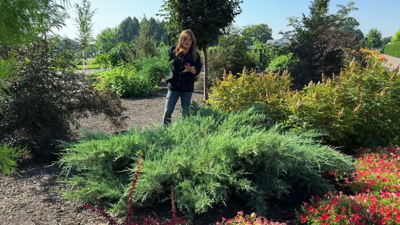 Montana Moss® Juniper