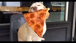 Няшные Собаки и Щенки 🐩 Любимые питомцы 🐕 Забавное видео