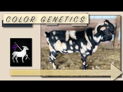 , title : 'Goat Color Genetics | Multiple Breeds'