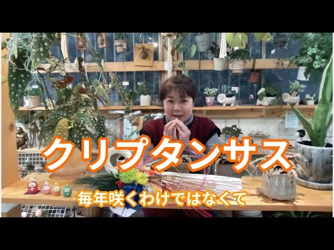 クリプタンサス・グラツィオヴィ