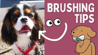 How to Brush a Puppy's Teeth for the First Time without Biting