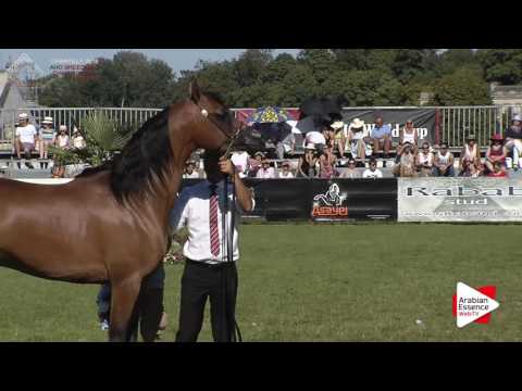 GOLD - N.88 EA ARJEN EL MARWTEYN - Chantilly 2016 ABCE - Colts Championship (Class 15)