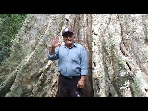 Mata da fazenda Linhares  Mamanguape paraiba 16 11 2025