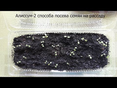 Алиссум 2 способа посева семян на рассаду