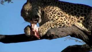 preview picture of video 'cheetah & leopard drives and gamedrive at Duesternbrook farm, Namibia'
