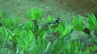 Download lagu African Bluetit mp3 Download lagu African Bluetit mp3