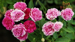 Give Your Brain a Superpower: Dan Harris on Purposeful Pauses