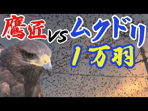ムクドリを怖がらせるものは何ですか？鳥の餌台や庭から永遠に追い払うための 4 つのヒント  庭園