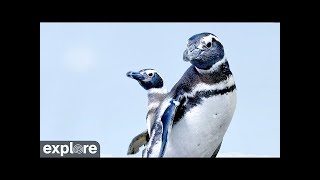 Magellanic Penguin Nest - Aquarium of the Pacific Highlights