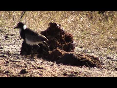 Djuma: Blacksmith Lapwing chick(38 days old) feeding around Elephant dung - 07:19 - 10/06/18