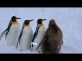 Pingu S Amazing Adventures In Antarctica