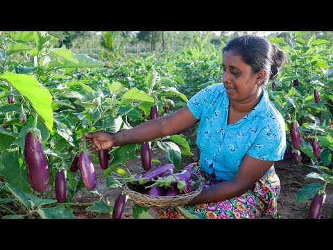 our breakfast ! A simple breakfast with a delicious curry made from brinjal. village kitchen recipe