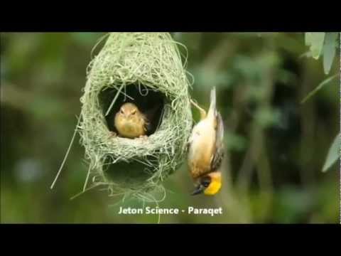 100 Surja El-Adijat Shqip / Me imazhe te Gjithsis