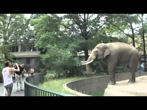 pourquoi la girafe a un long cou blague