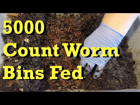 Two 5000 worm count bins get fed - vermicomposting