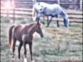 Robert Earl Keen - "Crazy Cowboy Dream"