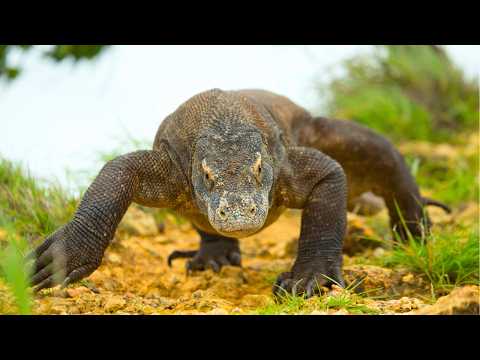 Komodo Dragons: The Living Dinosaurs with Deadly Secrets