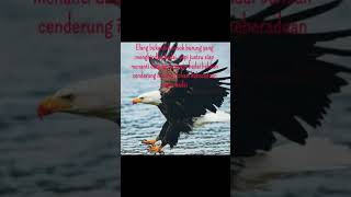 Download lagu Story WA - Suara Burung mp3