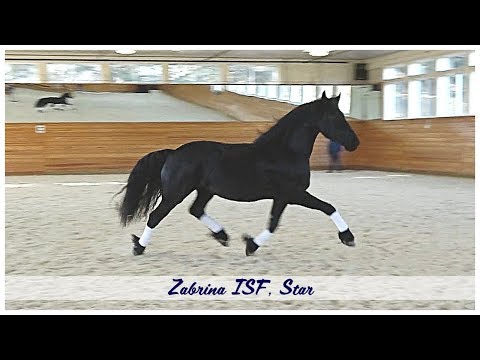 Zabrina ISF, Star, Free Movement, June 2019. Dressage Friesian Mare for Sale.