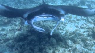 preview picture of video 'Snorkeling in Maldives, Ranveli village - 2012 part 2 of 3'