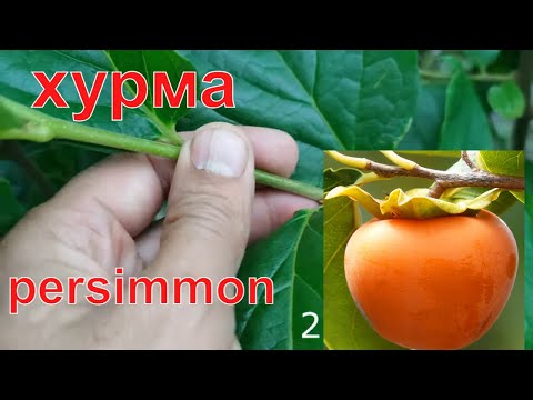 Прививка Хурмы май-июнь // persimmon grafting