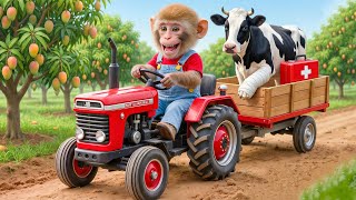 Download lagu Monkey NaNa Mango Harvest Turns CHAOTIC When a Cow Steps on a Nail—His Genius Rescue SHOCKS All! 😱🐄 mp3