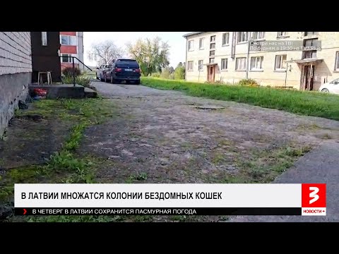 В Латвии их уже целые колонии, и они всё больше. «Новости+», 3 декабря 2025 г.