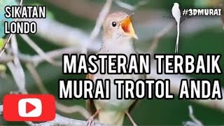 Download lagu masteran burung sikatan londo gacor,, audio suara nightingale mp3