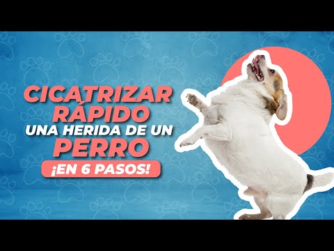 CICATRIZAR rápido una HERIDA de un PERRO ¡En 6 pasos!✅