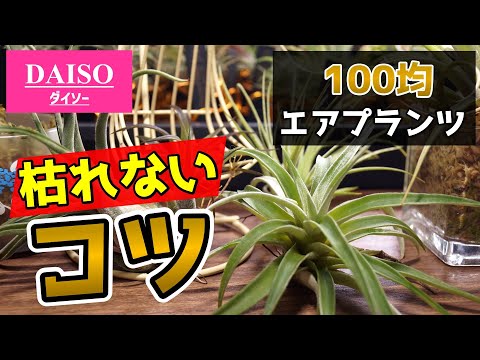 うちのティランジアが枯れてしまうのはなぜですか？ 水やりはどうしたらいいですか