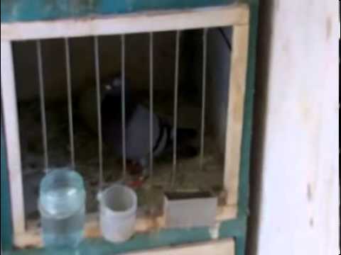 Reproductores de Carlos el bebe