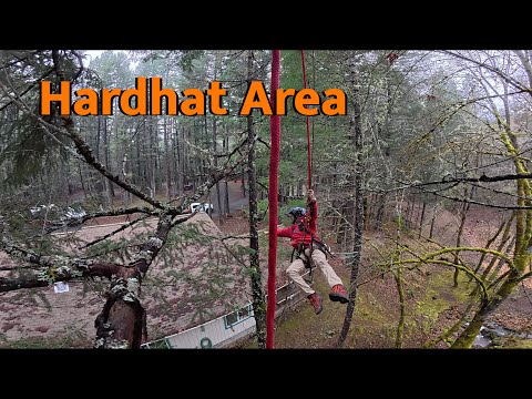 We Removed this Tree With a DRILL