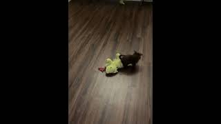 Video preview image #1 Poodle (Toy)-Unknown Mix Puppy For Sale in Visalia, CA, USA