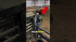 Download lagu Pria ini Masuk ke Dalam Kandang Banteng tapi... 😮 #shorts mp3