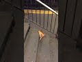 Rat Takes Pizza Home On The Subway