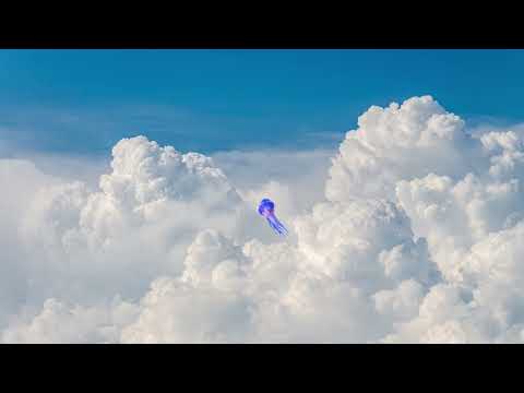 Pip’s flooper bird watch