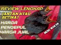 Download Ciri Burung Awar Awar Jantan Mp3 Video Mp4 3gp