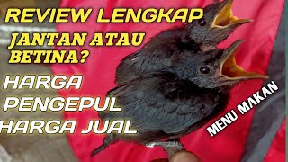 Download lagu cara membedakan srigunting jantan dan betina mp3 Download lagu cara membedakan srigunting jantan dan betina mp3