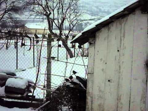 vrabiute si gaini seuca sat